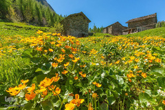 بهار در جهان