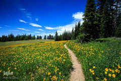 بهار در جهان