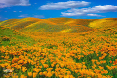 بهار در جهان