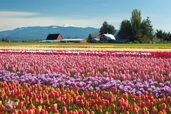 بهار در جهان