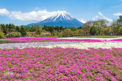 بهار در جهان