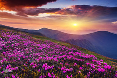 بهار در جهان