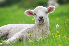 حیوانات هم از بهار سهم دارند