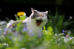 حیوانات هم از بهار سهم دارند