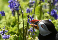 حیوانات هم از بهار سهم دارند