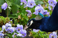 حیوانات هم از بهار سهم دارند