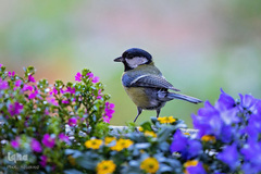 حیوانات هم از بهار سهم دارند