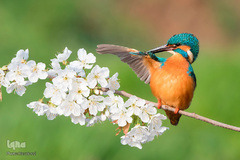 حیوانات هم از بهار سهم دارند