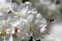 حیوانات هم از بهار سهم دارند