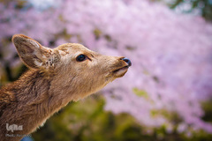 حیوانات هم از بهار سهم دارند