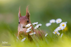 حیوانات هم از بهار سهم دارند