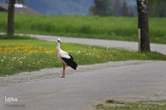 حیوانات هم از بهار سهم دارند