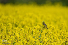 حیوانات هم از بهار سهم دارند