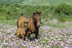 حیوانات هم از بهار سهم دارند