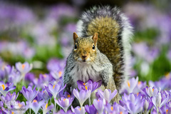 حیوانات هم از بهار سهم دارند