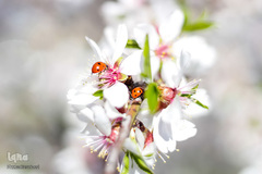 حیوانات هم از بهار سهم دارند