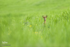 حیوانات هم از بهار سهم دارند