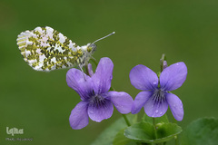 حیوانات هم از بهار سهم دارند