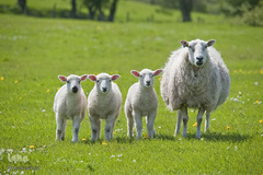 حیوانات هم از بهار سهم دارند