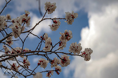 بهار، نوید آینده‌ای روشن