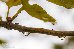 بهار، نوید آینده‌ای روشن