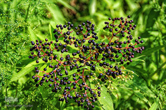 بهار، نوید آینده‌ای روشن