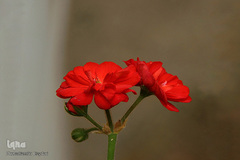 بهار، نوید آینده‌ای روشن