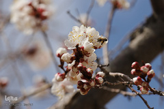 بهار، نوید آینده‌ای روشن