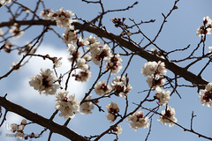 بهار، نوید آینده‌ای روشن