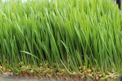 بهار، نوید آینده‌ای روشن