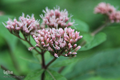 بهار، نوید آینده‌ای روشن