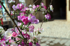 بهار، نوید آینده‌ای روشن