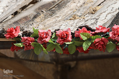 بهار، نوید آینده‌ای روشن