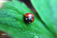 بهار، نوید آینده‌ای روشن