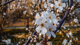 بهار، نوید آینده‌ای روشن