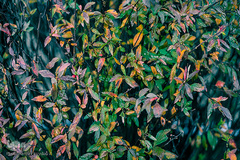 بهار، نوید آینده‌ای روشن