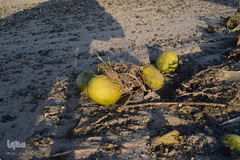 خسارات سیل در جنوب کرمان