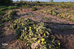 خسارات سیل در جنوب کرمان