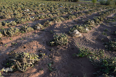 خسارات سیل در جنوب کرمان