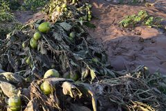 خسارات سیل در جنوب کرمان