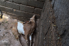 خسارات سیل در جنوب کرمان