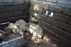 خسارات سیل در جنوب کرمان