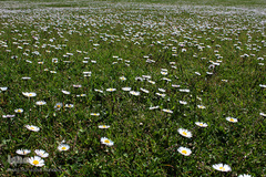 لبخند طبیعت در جلگه گیلان