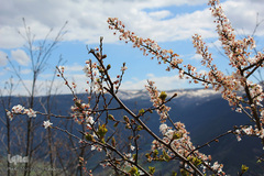 لبخند طبیعت در جلگه گیلان