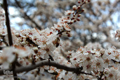 لبخند طبیعت در جلگه گیلان