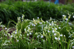 لبخند طبیعت در جلگه گیلان