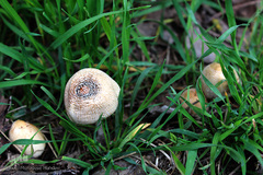 لبخند طبیعت در جلگه گیلان