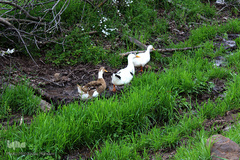 لبخند طبیعت در جلگه گیلان