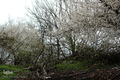 لبخند طبیعت در جلگه گیلان