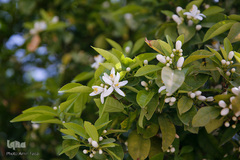 بهار در بهشت